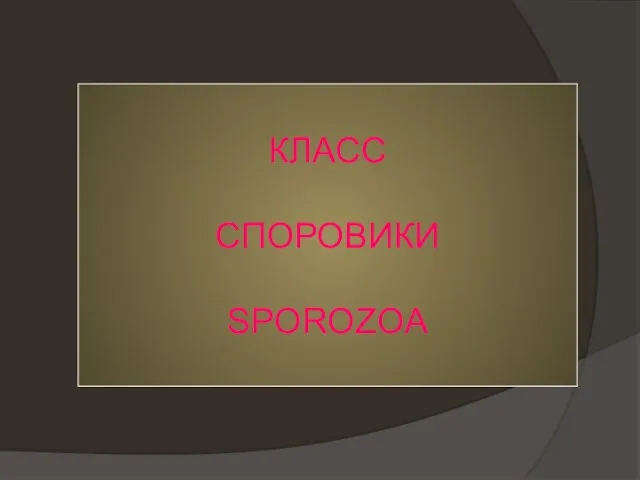 КЛАСС СПОРОВИКИ SPOROZOA