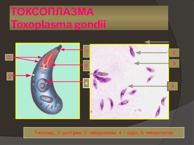 ТОКСОПЛАЗМА Toxoplasma gondii 2 3 4 1-коноид; 2- роптрии; 3 –микронемы,