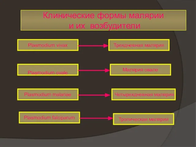 Клинические формы малярии и их возбудители Plasmodium vivax Тропическая малярия Трехдневная