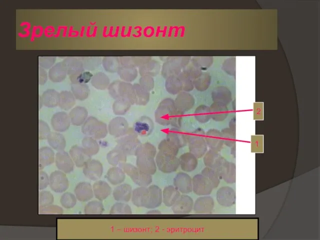 Зрелый шизонт 2 1 1 – шизонт; 2 - эритроцит