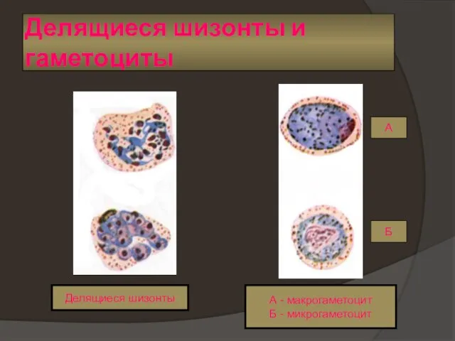 Делящиеся шизонты и гаметоциты Делящиеся шизонты А - макрогаметоцит Б - микрогаметоцит А Б