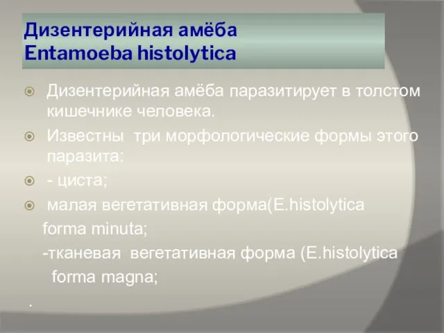 Дизентерийная амёба Entamoeba histolytica Дизентерийная амёба паразитирует в толстом кишечнике человека.