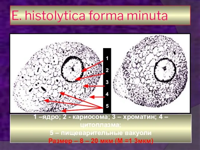 E. histolytica forma minuta 1 2 3 4 5 1 –ядро;