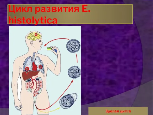 Цикл развития E. histolytica Зрелая циста