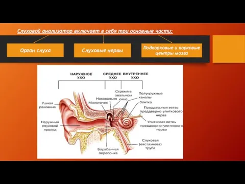 Слуховой анализатор включает в себя три основные части: Орган слуха Слуховые