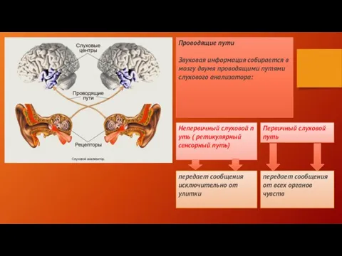 Проводящие пути Звуковая информация собирается в мозгу двумя проводящими путями слухового