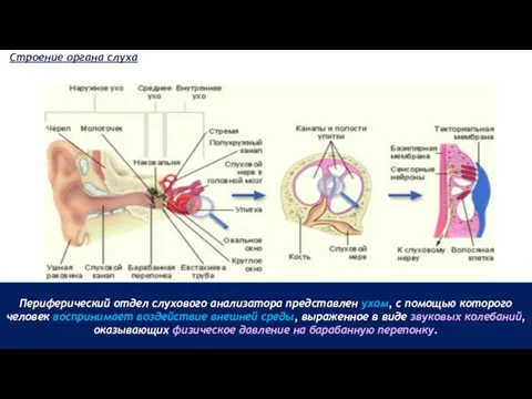 Периферический отдел слухового анализатора представлен ухом, с помощью которого человек воспринимает