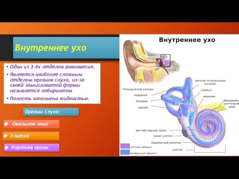 Внутреннее ухо Один из 3-ёх отделов равновесия. Является наиболее сложным отделом