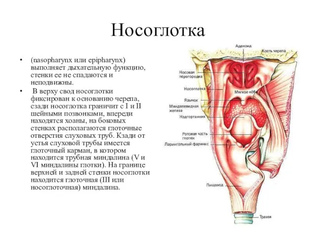 Носоглотка (nasopharynx или epipharynx) выполняет дыхательную функцию, стенки ее не спадаются