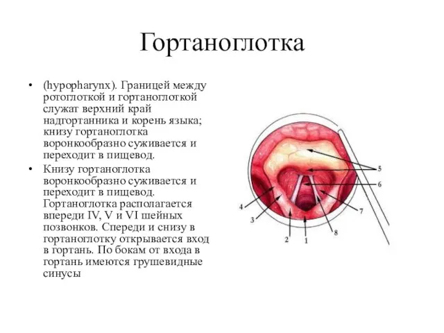 Гортаноглотка (hypopharynx). Границей между ротоглоткой и гортаноглоткой служат верхний край надгортанника