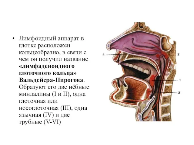 Лимфоидный аппарат в глотке расположен кольцеобразно, в связи с чем он