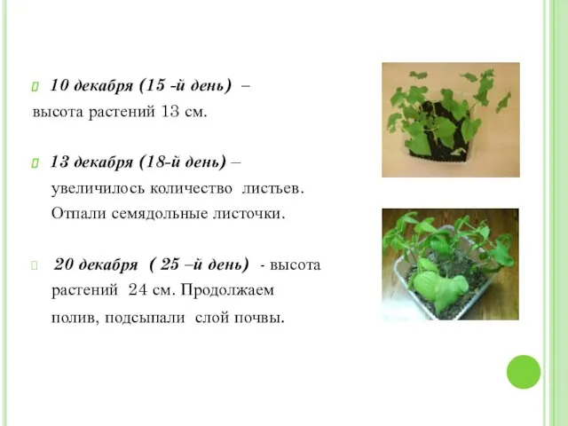 10 декабря (15 -й день) – высота растений 13 см. 13