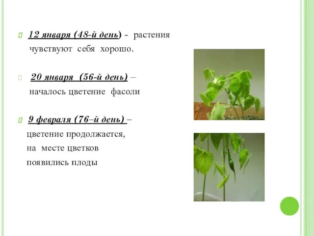 12 января (48-й день) - растения чувствуют себя хорошо. 20 января