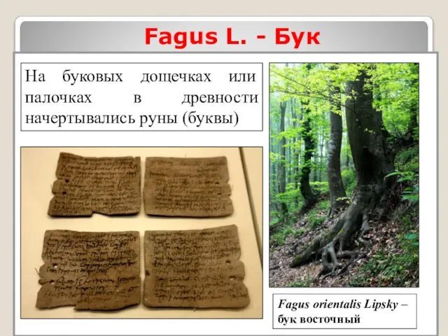 Fagus L. - Бук Fagus orientalis Lipsky – бук восточный На