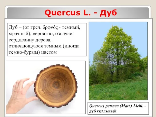 Quercus L. - Дуб Quercus petraea (Matt.) Liebl. - дуб скальный