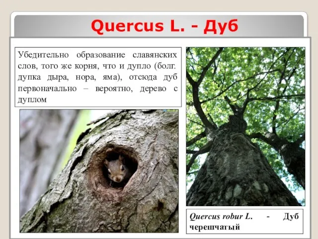 Quercus L. - Дуб Quercus robur L. - Дуб черешчатый Убедительно