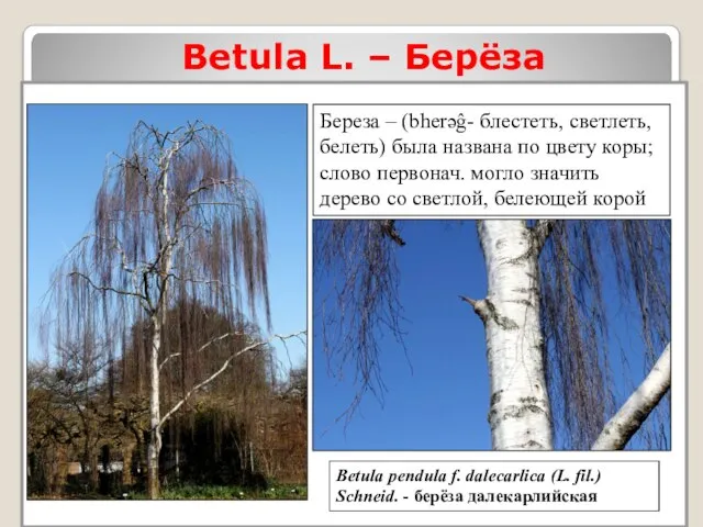 Betula L. – Берёза Betula pendula f. dalecarlica (L. fil.) Schneid.