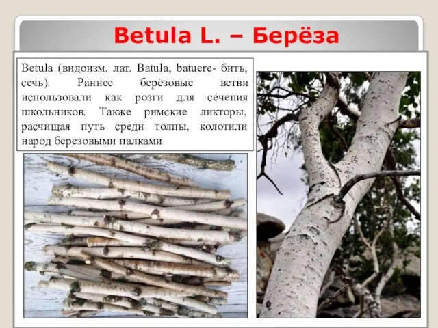 Betula L. – Берёза Bеtula (видоизм. лат. Batula, batuere- бить, сечь).
