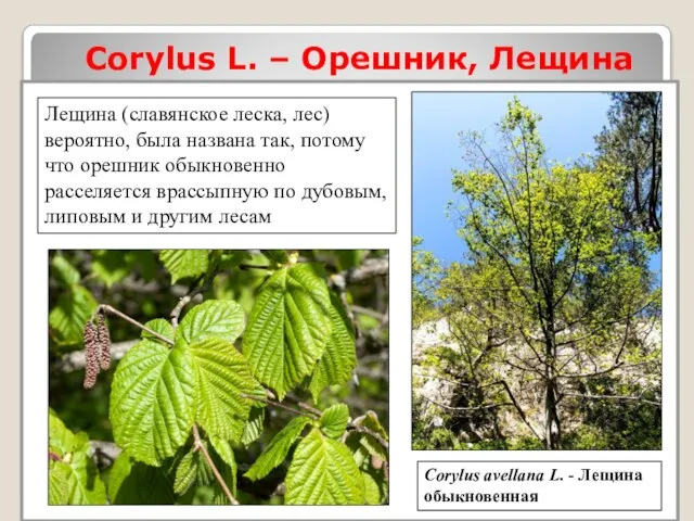 Corylus L. – Орешник, Лещина Corylus avellana L. - Лещина обыкновенная