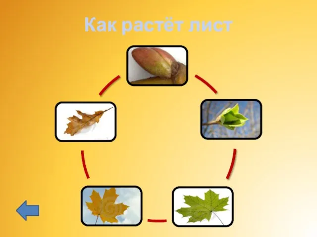 Как растёт лист