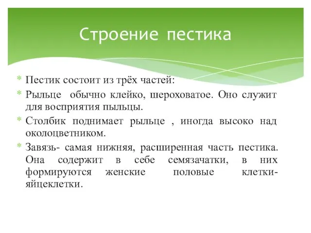 Пестик состоит из трёх частeй: Рыльце обычно клейко, шероховатое. Оно служит