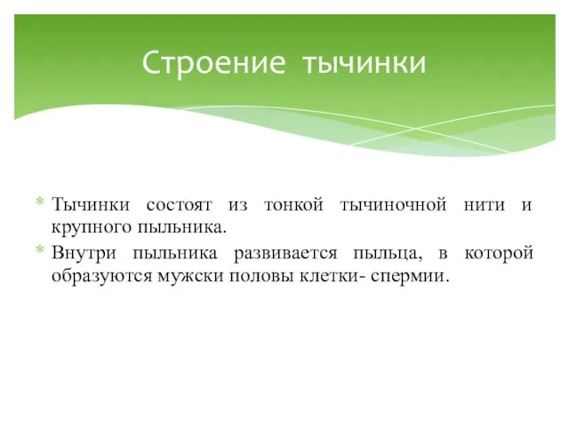 Тычинки состоят из тонкой тычиночной нити и крупного пыльника. Внутри пыльника