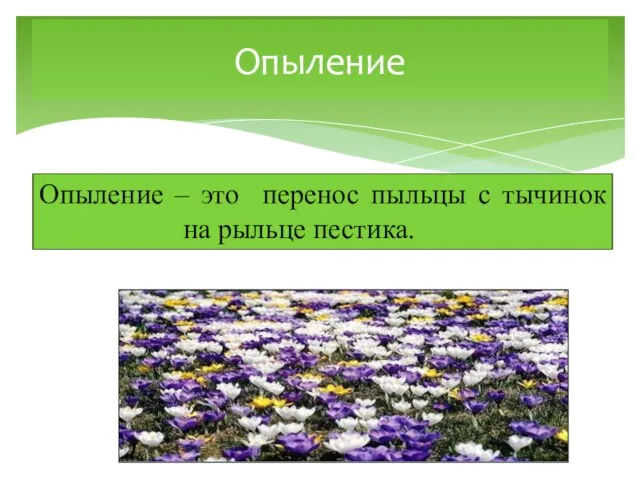 Опыление – это перенос пыльцы с тычинок на рыльце пестика. Опыление