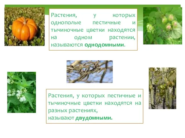 Растения, у которых однополые пестичные и тычиночные цветки находятся на одном