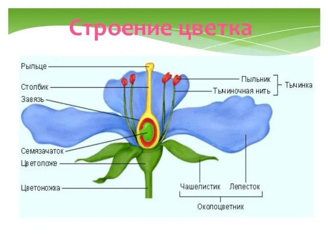 Строение цветка