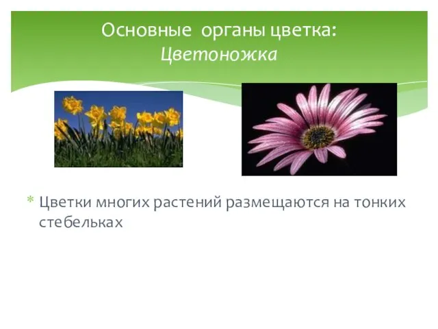 Основные органы цветка: Цветоножка Цветки многиx растений размещаются на тонкиx стебелькаx
