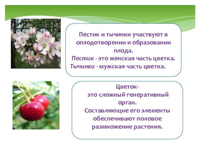 Пестик и тычинки участвуют в оплодотворении и образовании плода. Пестик -