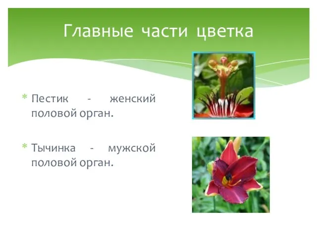 Главные части цветка Пестик - женский половой орган. Тычинка - мужской половой орган.