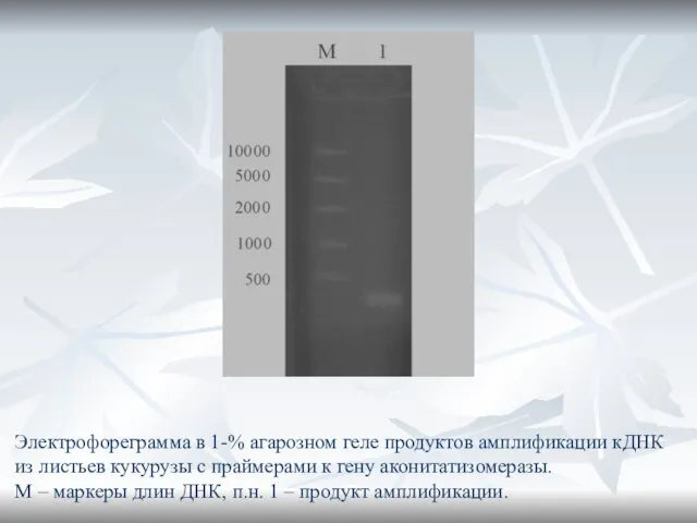 Электрофореграмма в 1-% агарозном геле продуктов амплификации кДНК из листьев кукурузы