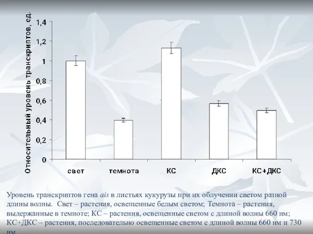 Уровень транскриптов гена ais в листьях кукурузы при их облучении светом