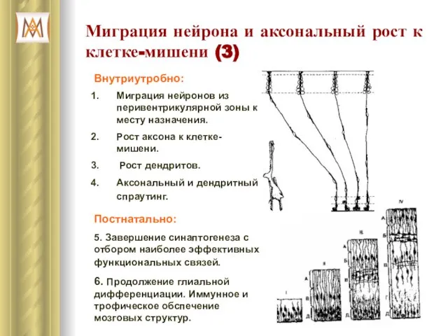 Миграция нейрона и аксональный рост к клетке-мишени (3) Внутриутробно: Миграция нейронов