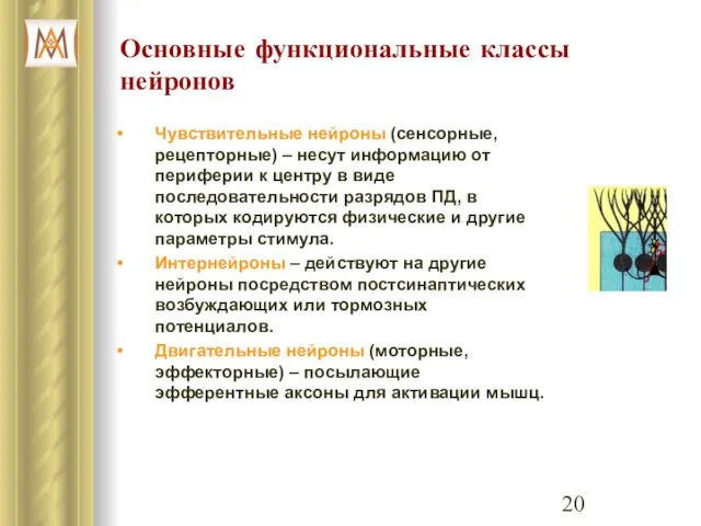 Основные функциональные классы нейронов Чувствительные нейроны (сенсорные, рецепторные) – несут информацию