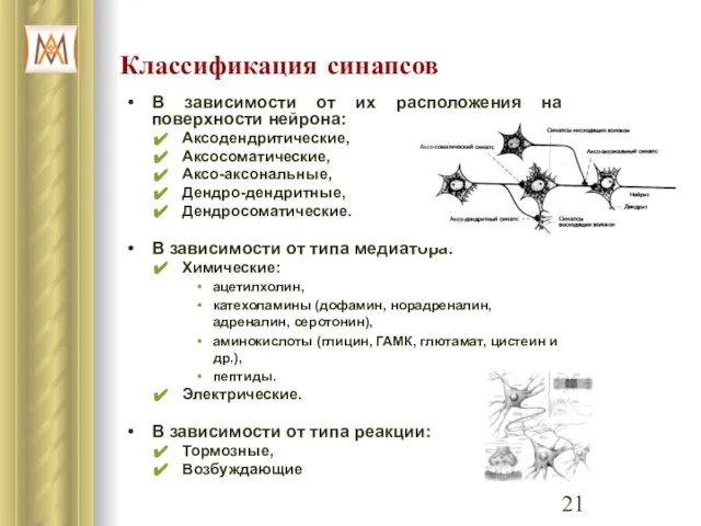 Классификация синапсов В зависимости от их расположения на поверхности нейрона: Аксодендритические,