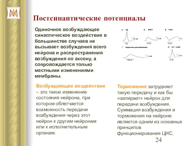 Постсинаптические потенциалы Одиночное возбуждающее синаптическое воздействие в большинстве случаев не вызывает