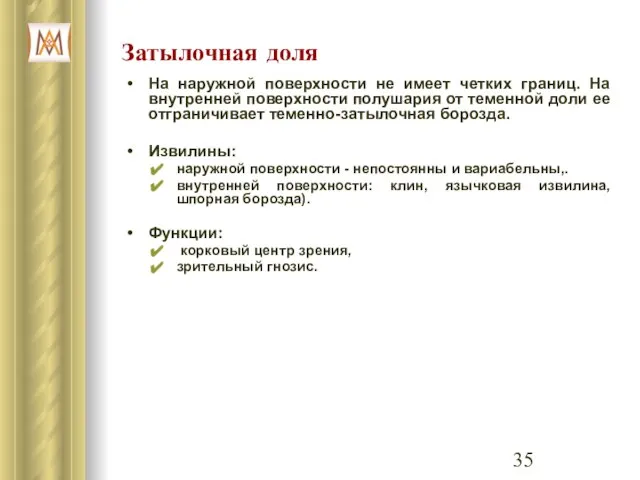 Затылочная доля На наружной поверхности не имеет четких границ. На внутренней