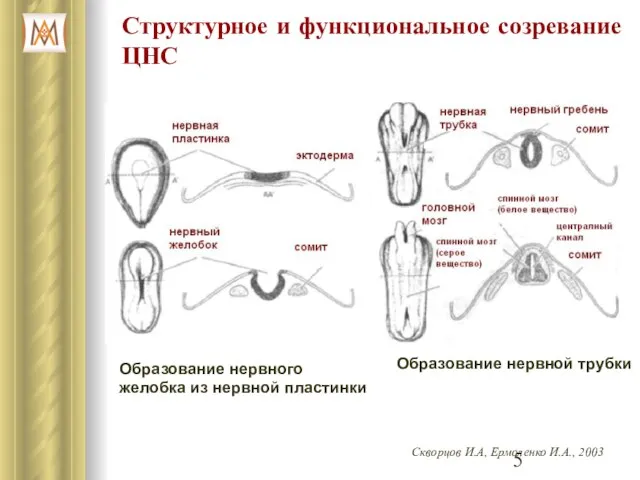 Структурное и функциональное созревание ЦНС Образование нервного желобка из нервной пластинки