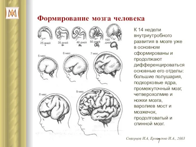 Формирование мозга человека Скворцов И.А, Ермоленко И.А., 2003 К 14 недели