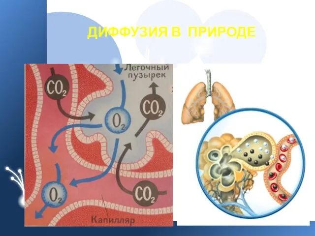 ДИФФУЗИЯ В ПРИРОДЕ