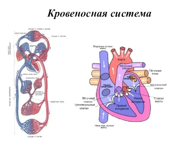 Кровеносная система