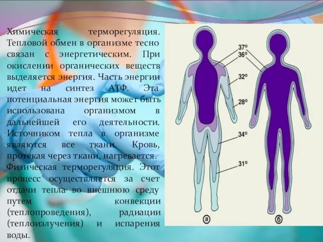 Химическая терморегуляция. Тепловой обмен в организме тесно связан с энергетическим. При