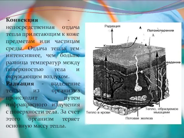 Конвекция - непосредственная отдача тепла прилегающим к коже предметам или частицам