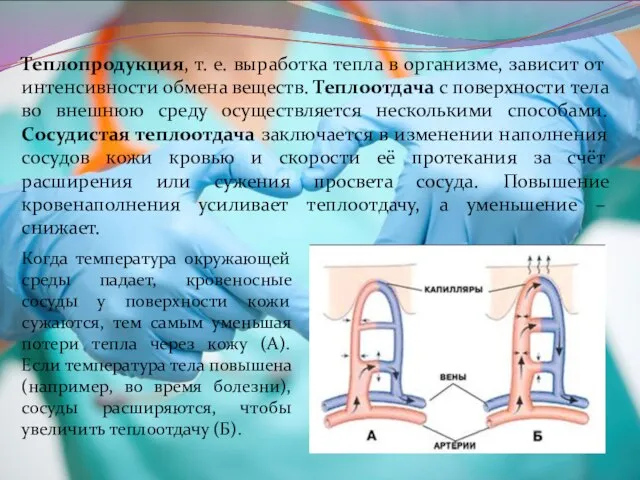 Теплопродукция, т. е. выработка тепла в организме, зависит от интенсивности обмена