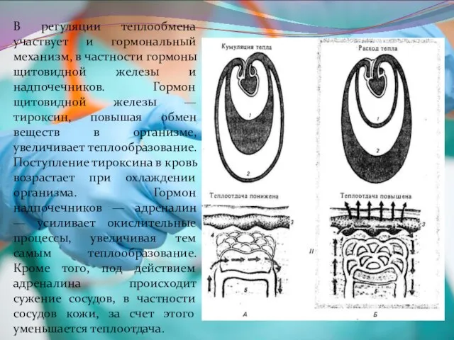 В регуляции теплообмена участвует и гормональный механизм, в частности гормоны щитовидной