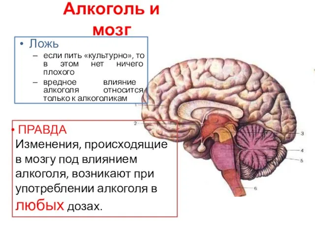 Алкоголь и мозг Ложь если пить «культурно», то в этом нет