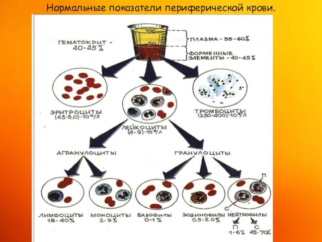 Нормальные показатели периферической крови.