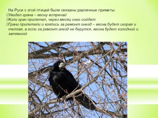 На Руси с этой птицей были связаны различные приметы: Увидел грача